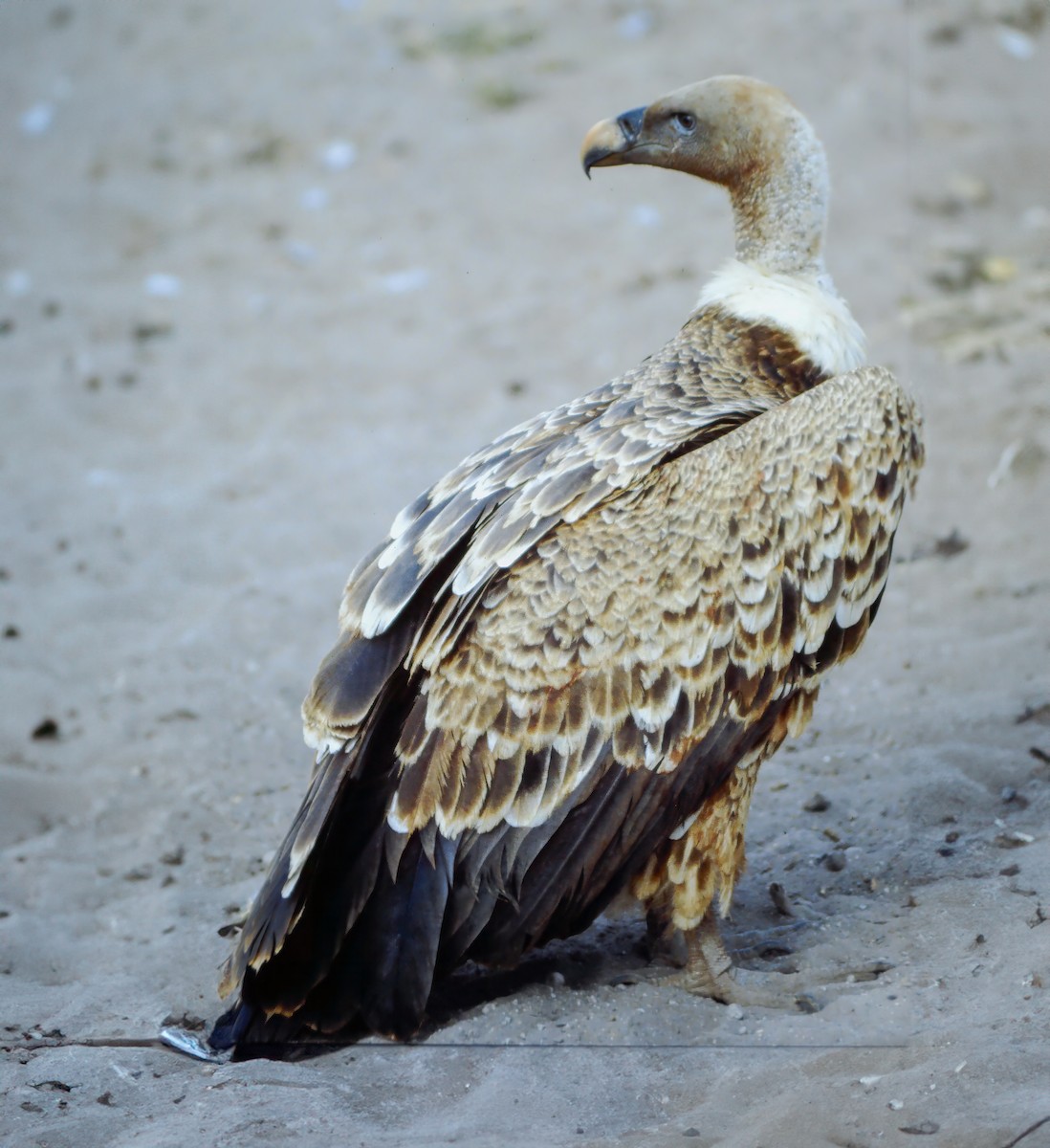 Rüppell's Griffon - Per Smith