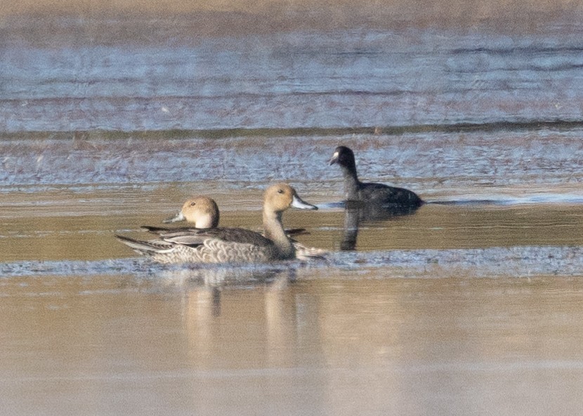 Northern Pintail - ML623946397