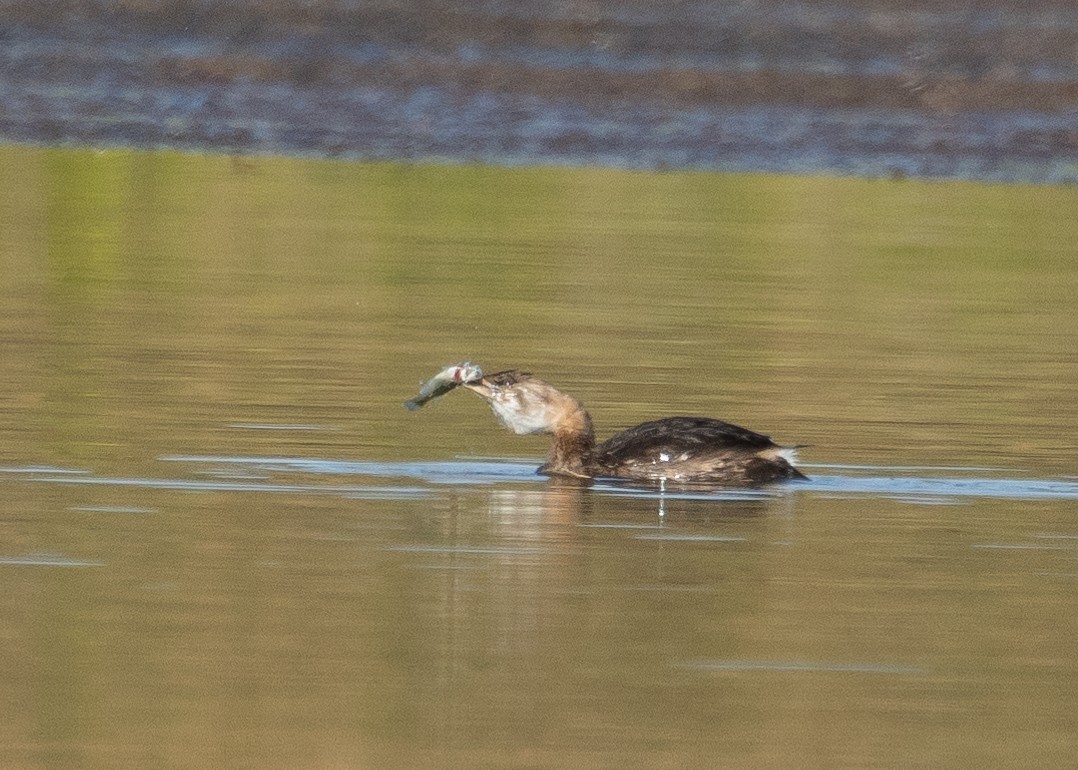 Pied-billed Grebe - ML623946405