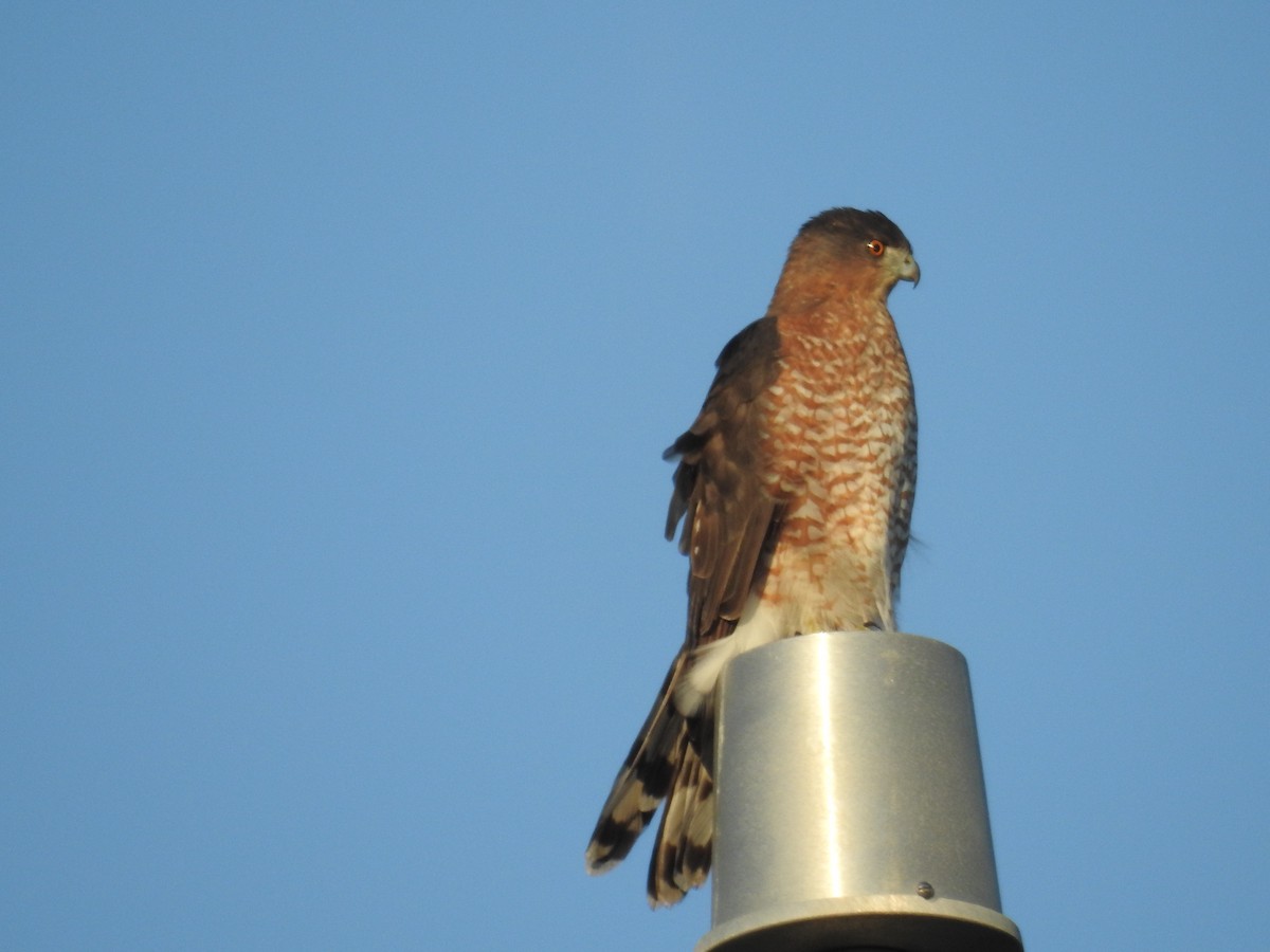 Cooper's Hawk - Wendy Meehan