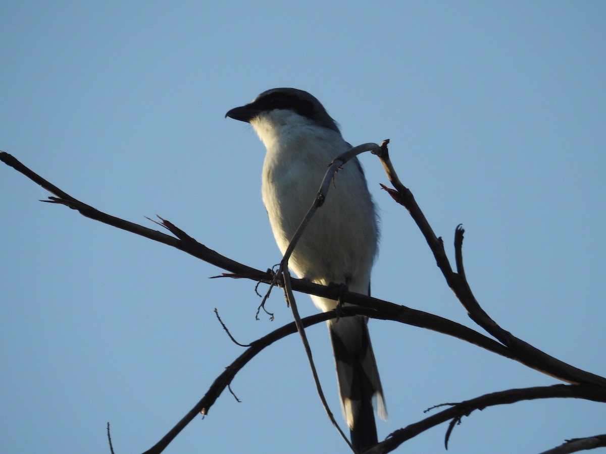 Loggerhead Shrike - ML623946423