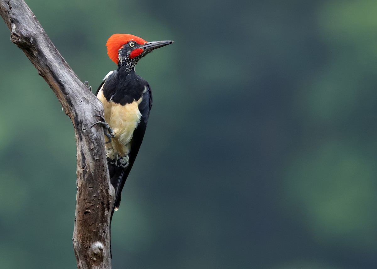 White-bellied Woodpecker - ML623946431