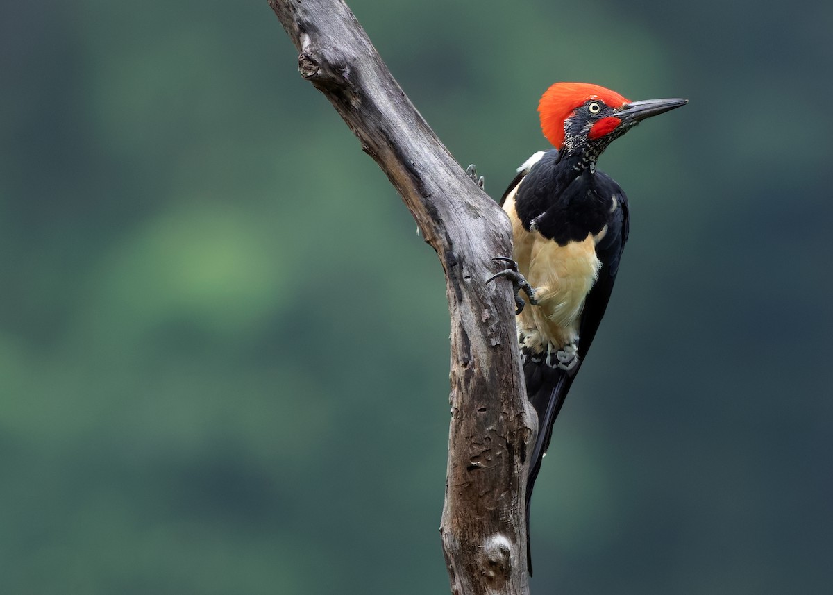 White-bellied Woodpecker - ML623946433