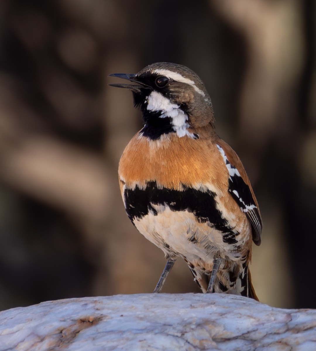 Western Quail-thrush - ML623946436