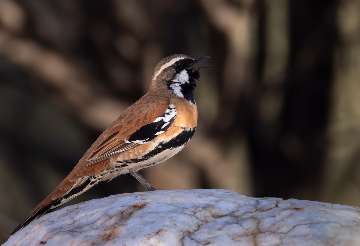 Western Quail-thrush - ML623946437