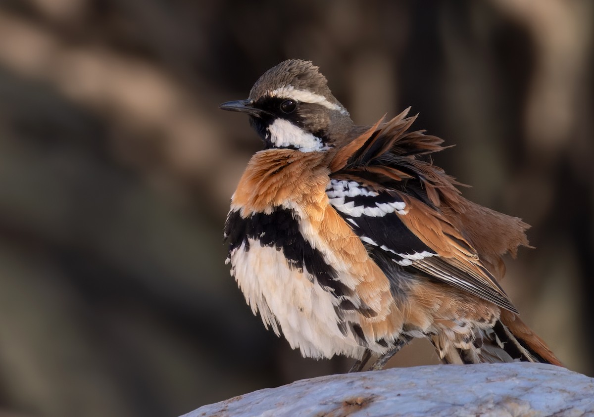 Western Quail-thrush - ML623946438