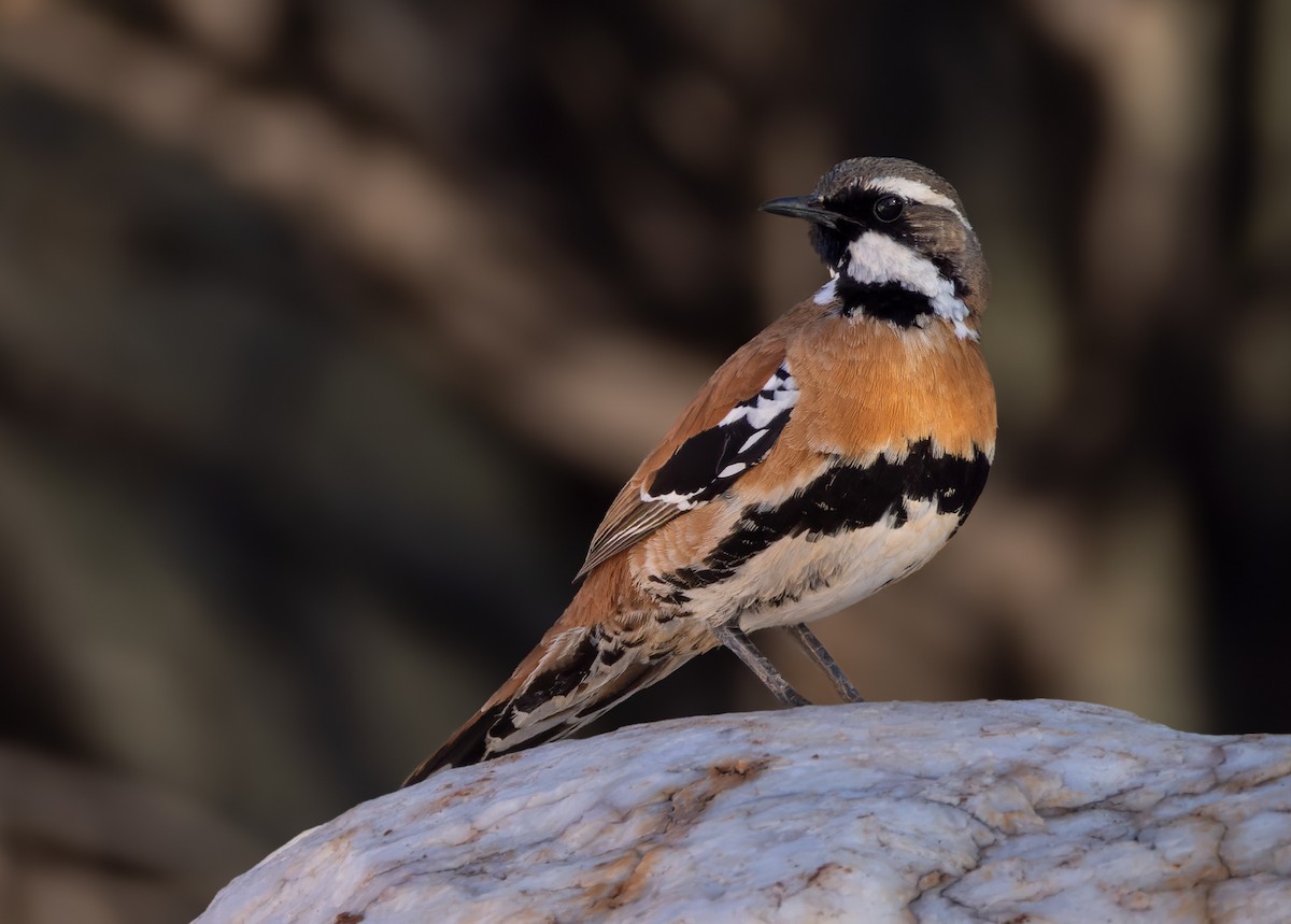 Western Quail-thrush - ML623946439