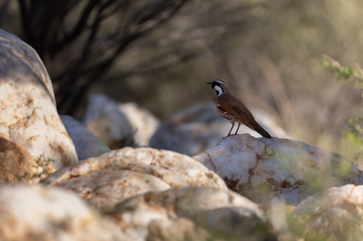 Western Quail-thrush - ML623946440