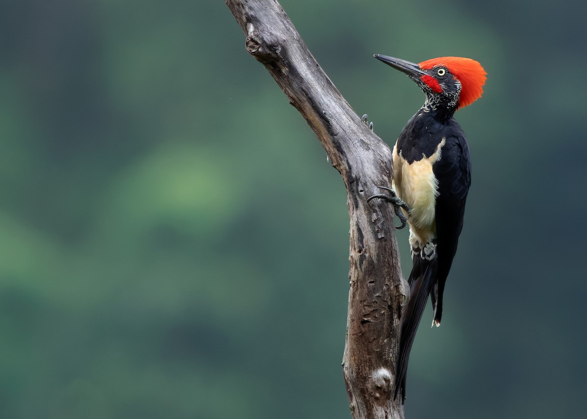 White-bellied Woodpecker - ML623946445