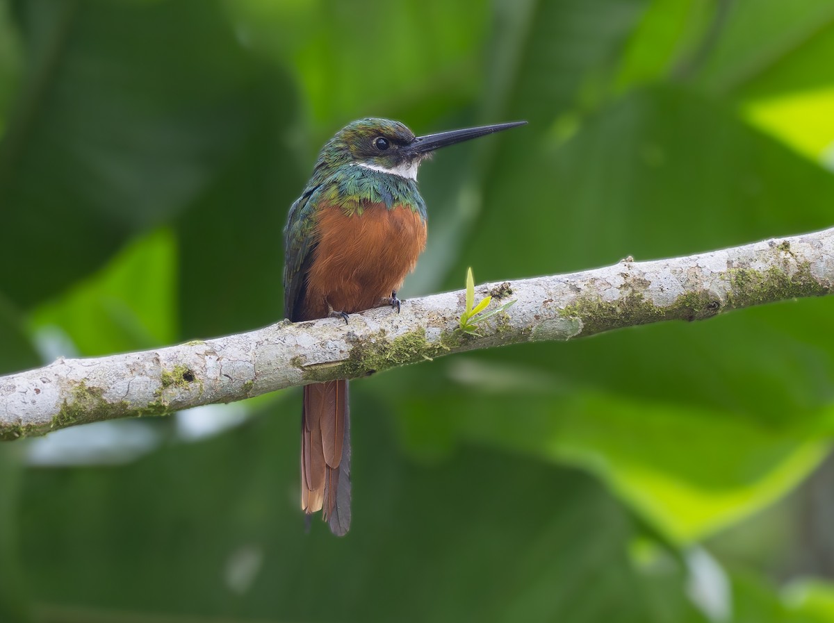 Rufous-tailed Jacamar - ML623946446