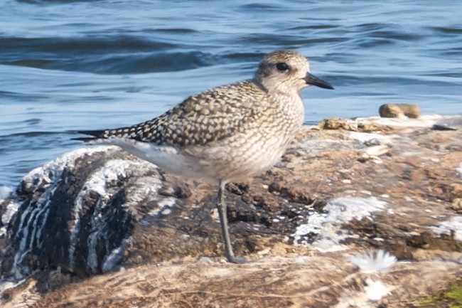 Black-bellied Plover - ML623946454