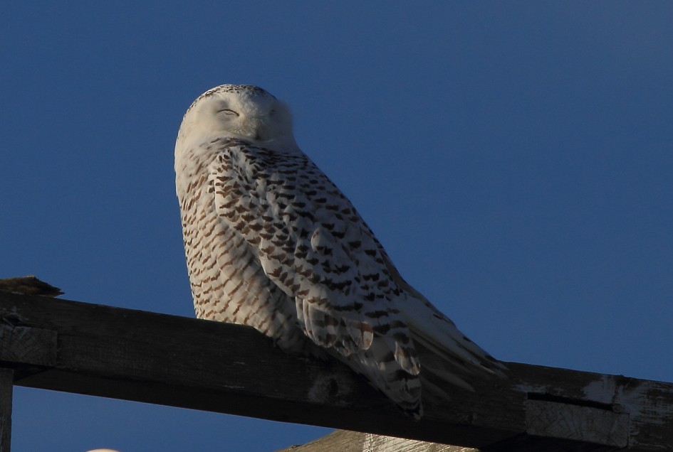 Snowy Owl - Fabio Olmos