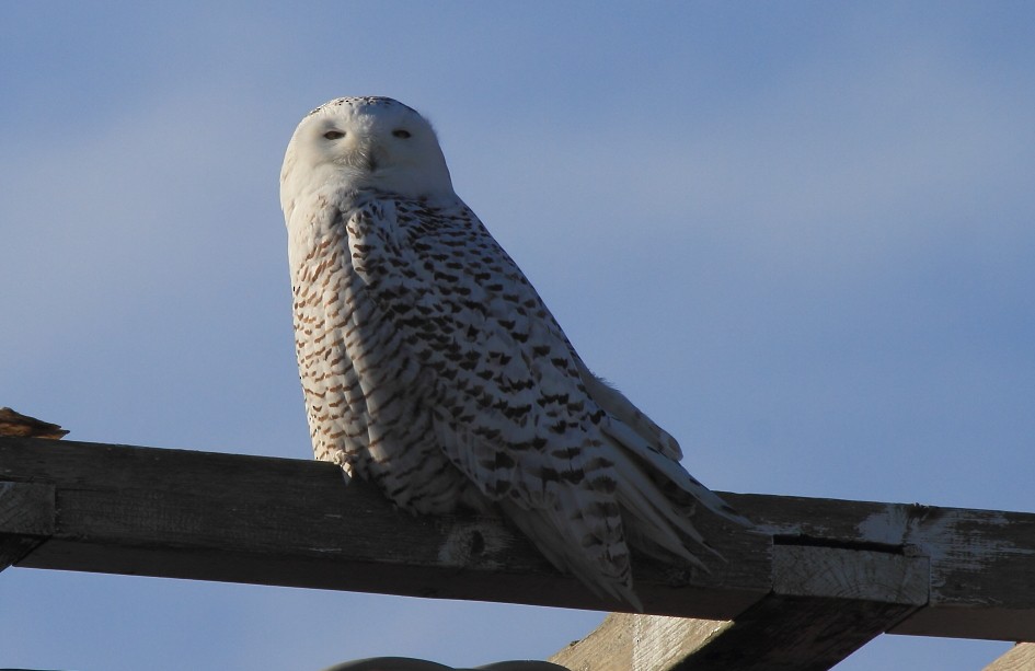 Snowy Owl - ML623946458