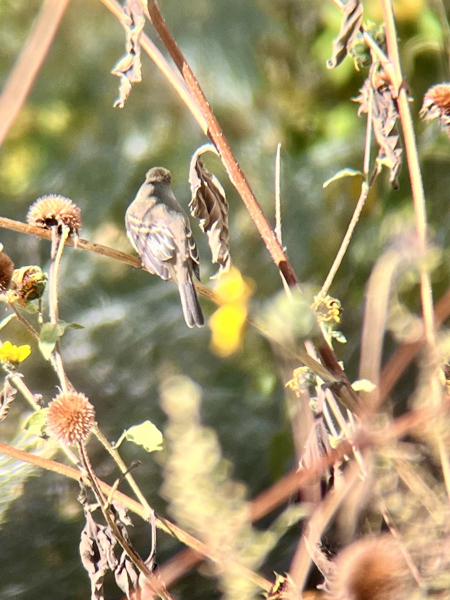 Willow Flycatcher - ML623946460