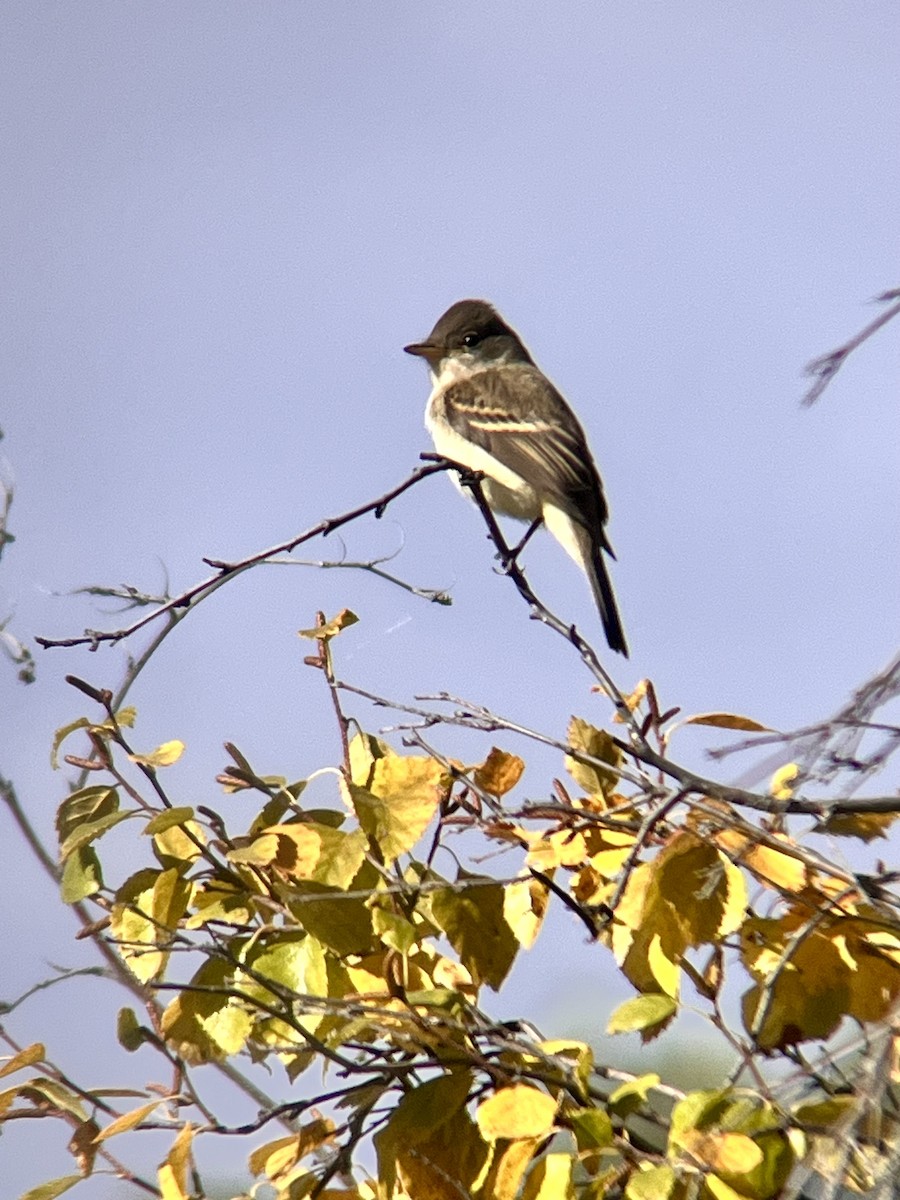 Willow Flycatcher - ML623946461