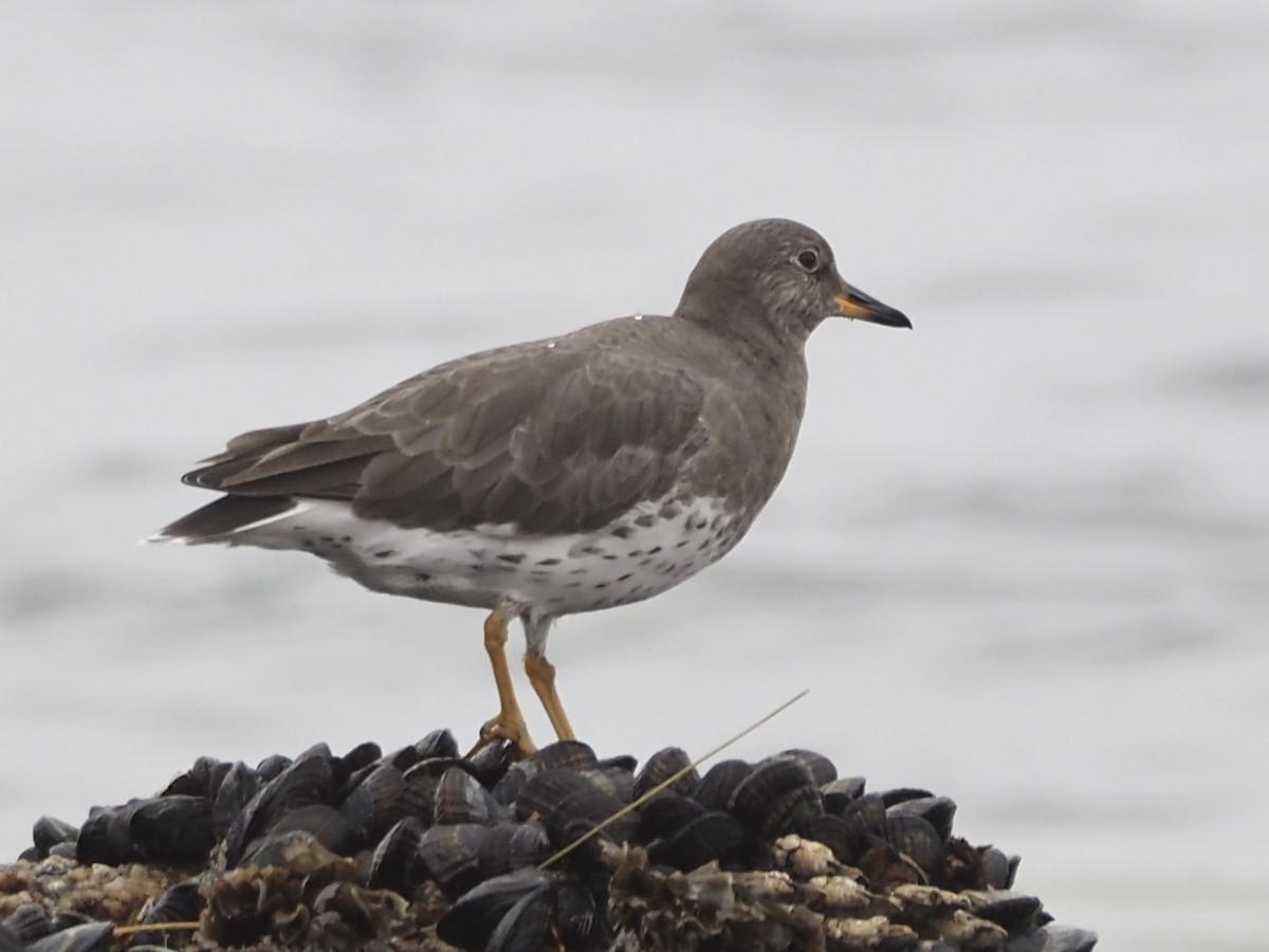 Surfbird - Freya Sommer