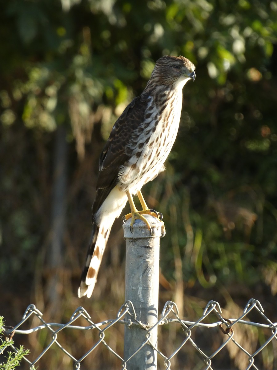 Cooper's Hawk - ML623946481