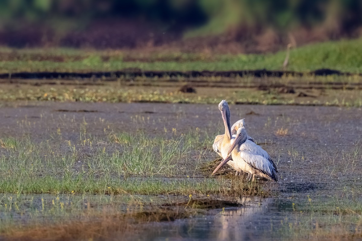 Spot-billed Pelican - S S Suresh