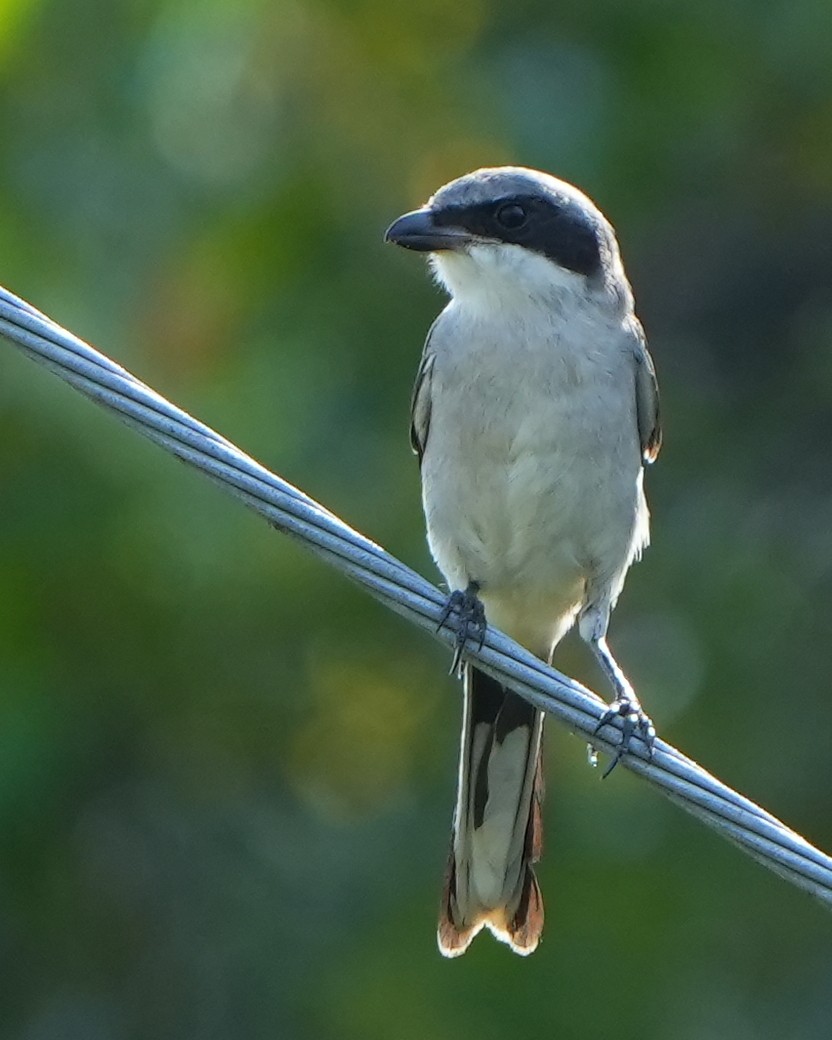 Loggerhead Shrike - ML623946500