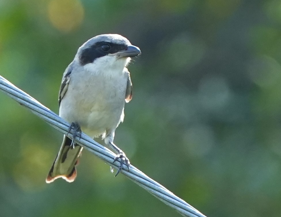 Loggerhead Shrike - ML623946506