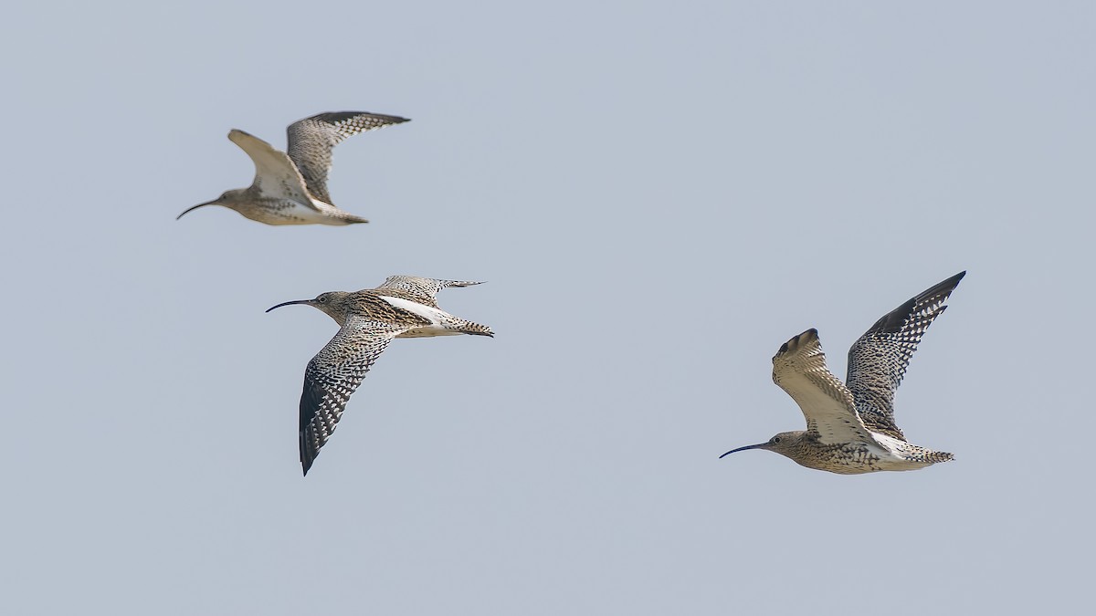 Eurasian Curlew - Peter Kennerley