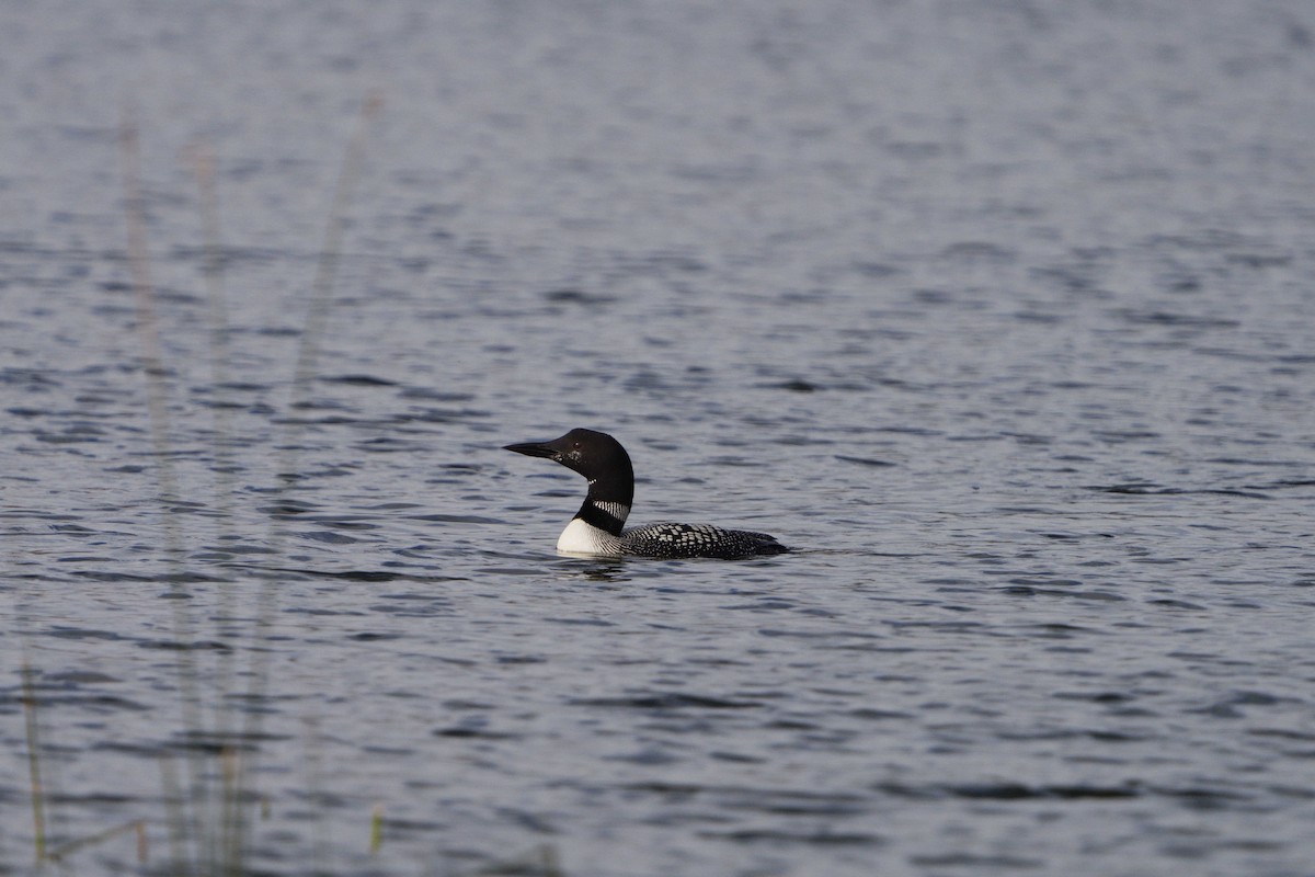 Common Loon - ML623946511