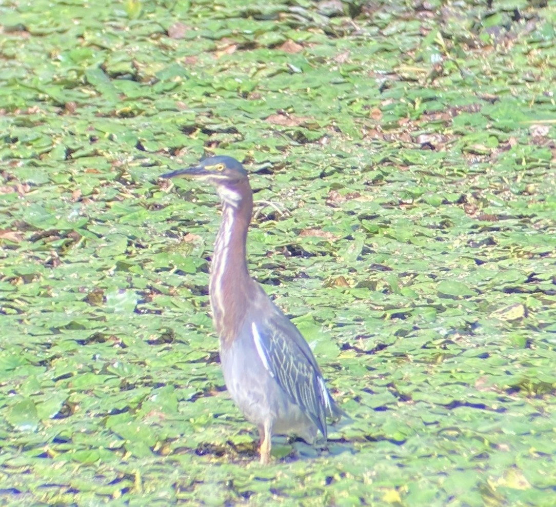 Green Heron - ML623946516