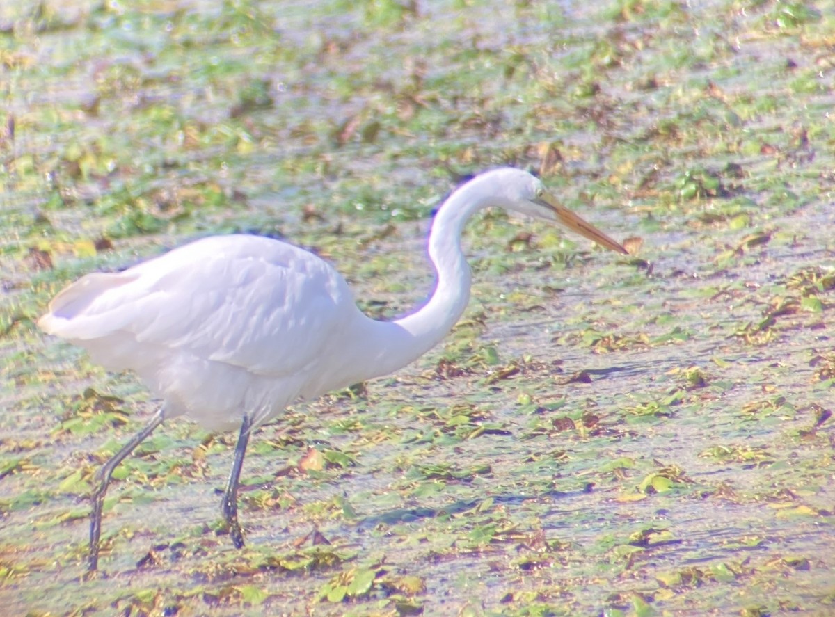 Great Egret - ML623946519