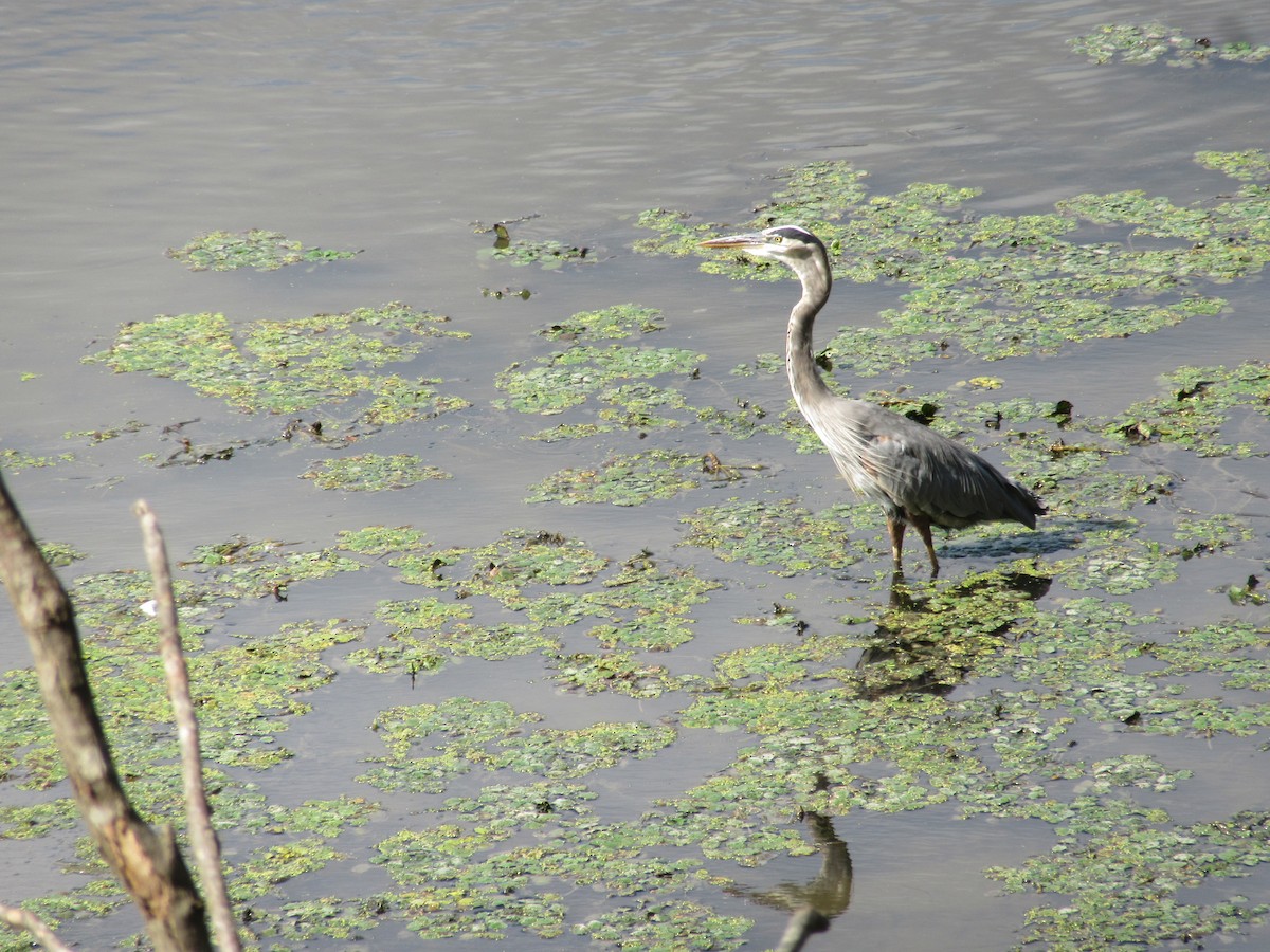 Great Blue Heron - ML623946526