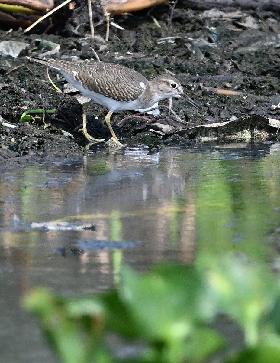 Common Sandpiper - ML623946529