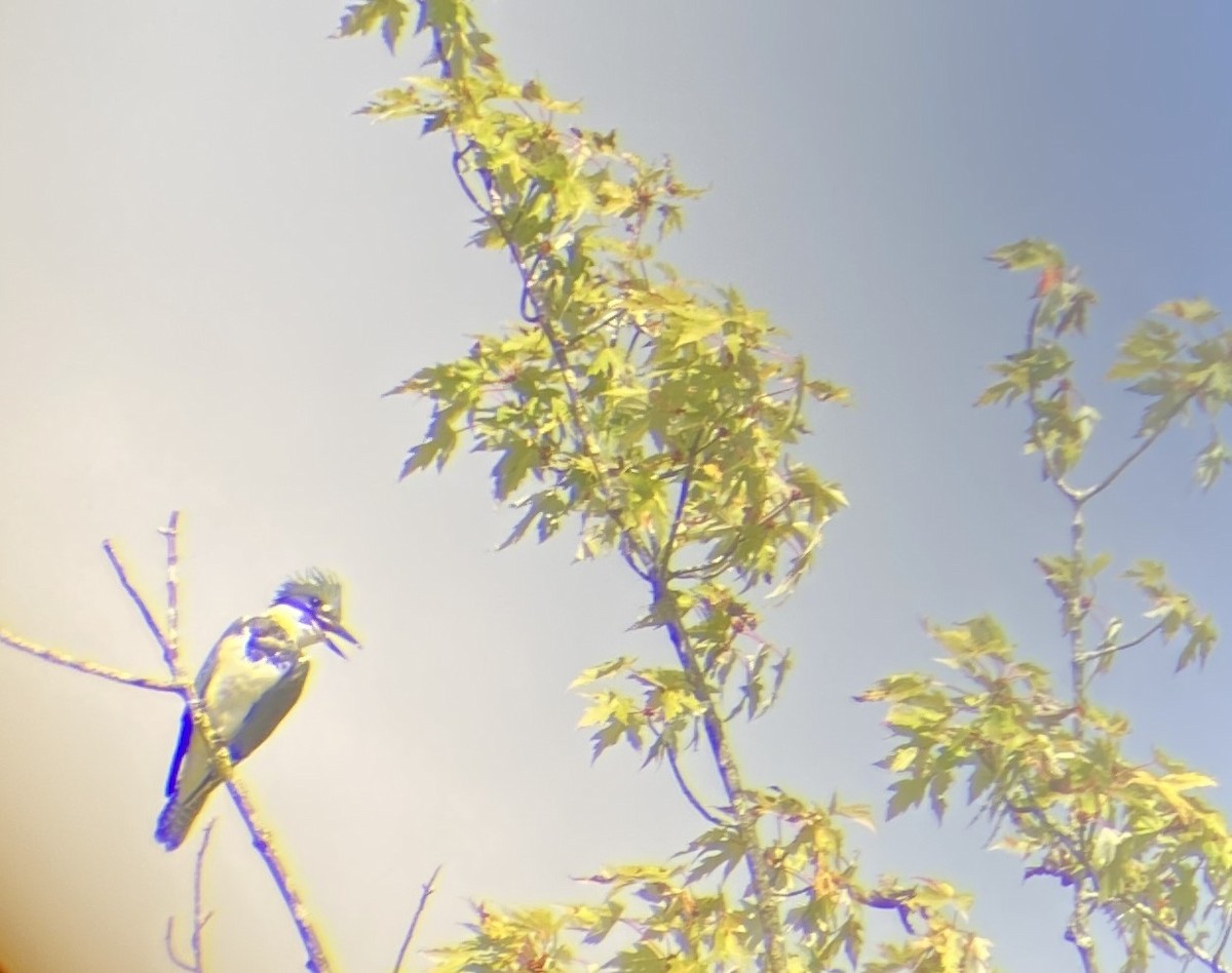 Belted Kingfisher - ML623946531