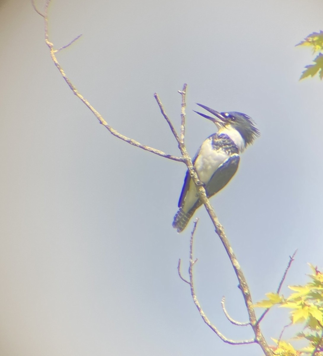 Belted Kingfisher - ML623946532