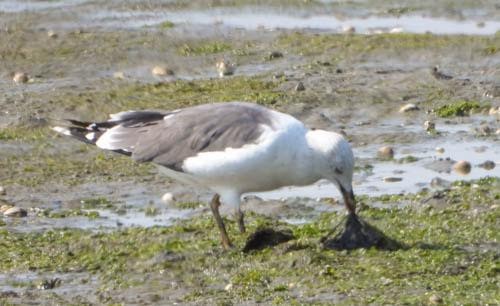 セグロカモメ（argentatus／argenteus） - ML623946538