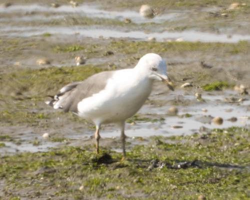 セグロカモメ（argentatus／argenteus） - ML623946539