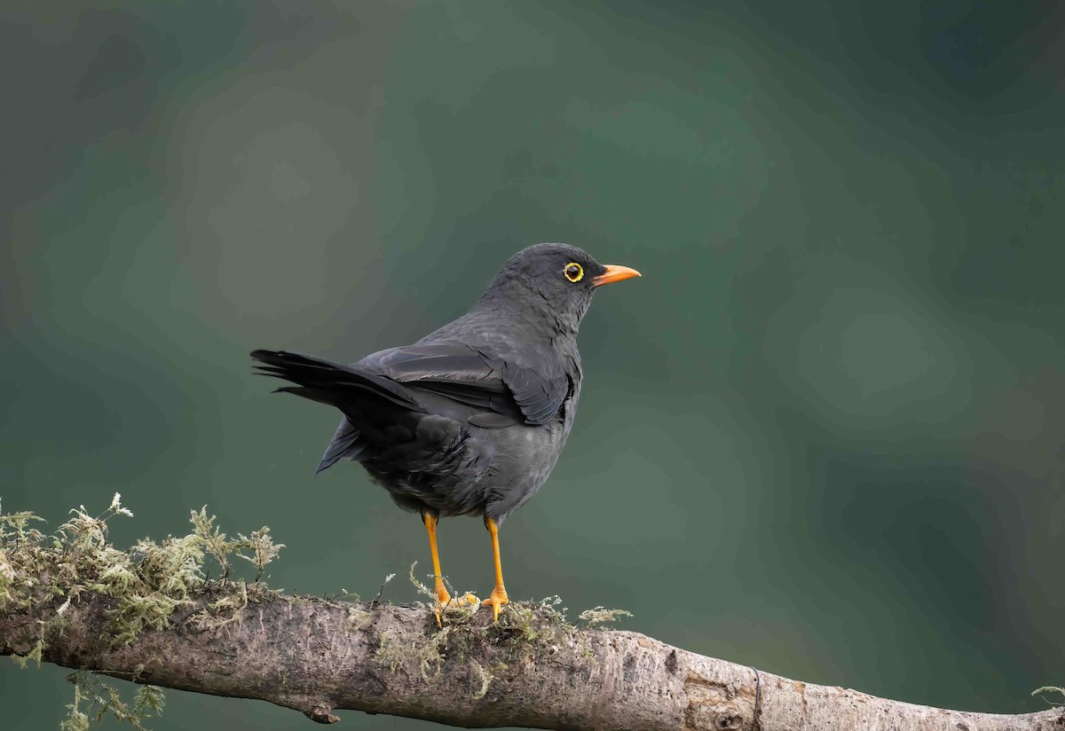 Great Thrush - ML623946554