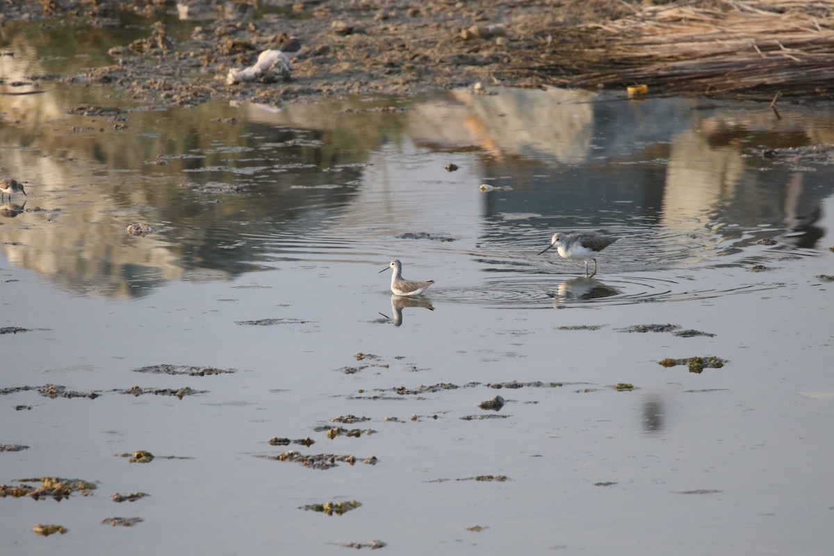 Common Greenshank - ML623946565