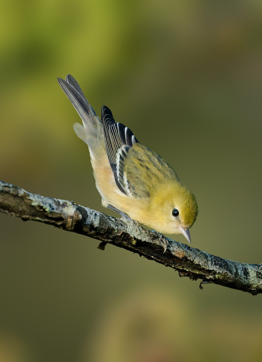 Bay-breasted Warbler - ML623946581