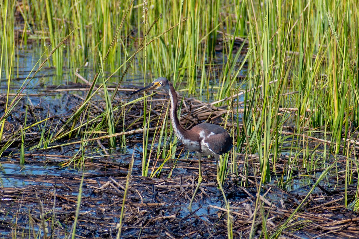 Tricolored Heron - ML623946606