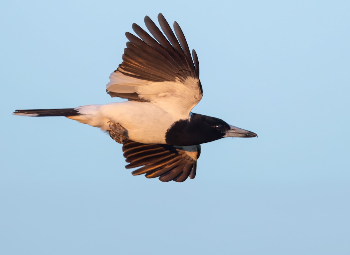 Pied Butcherbird - ML623946633