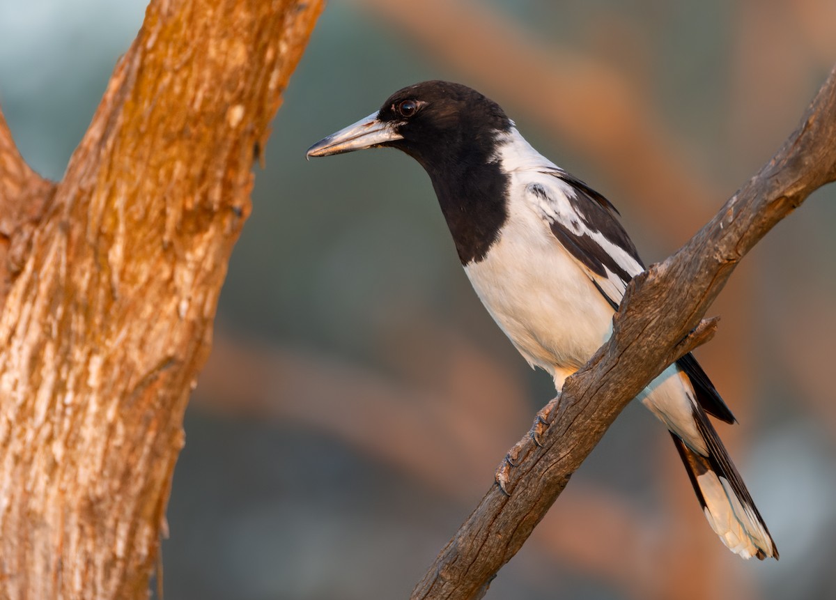 Pied Butcherbird - ML623946634