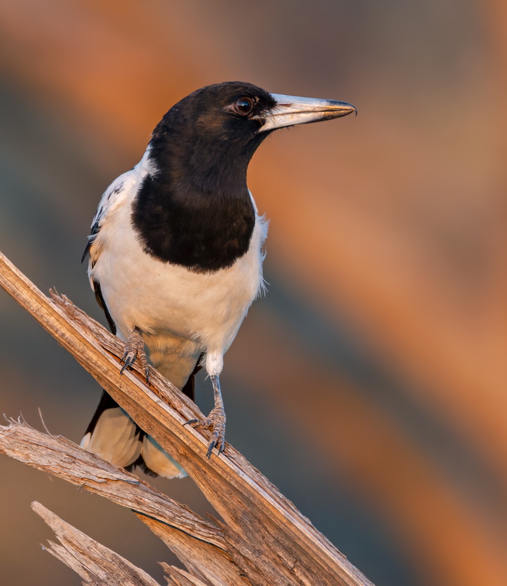 Pied Butcherbird - ML623946635