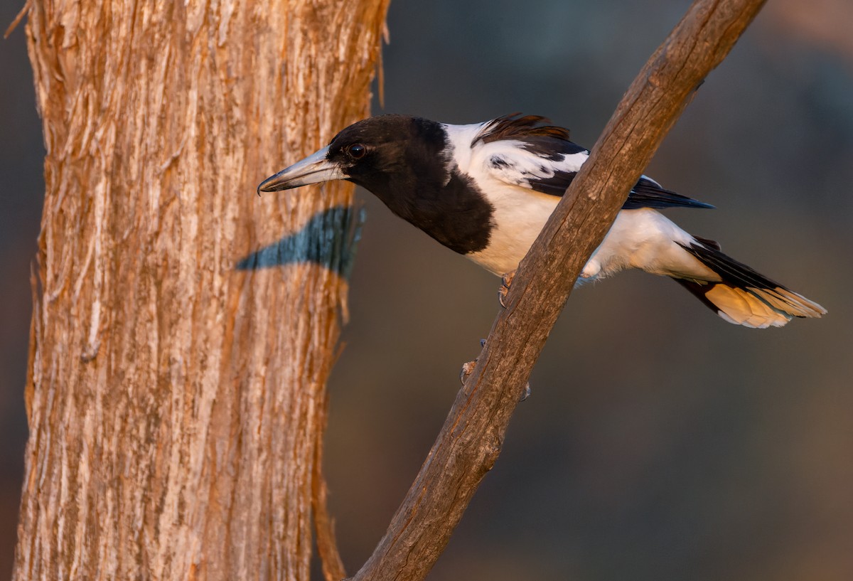 Pied Butcherbird - ML623946636