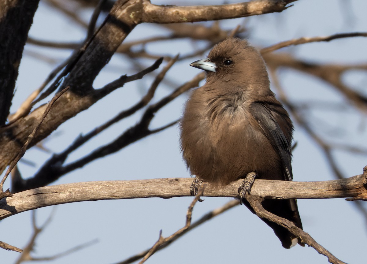 Dusky Woodswallow - Lars Petersson | My World of Bird Photography