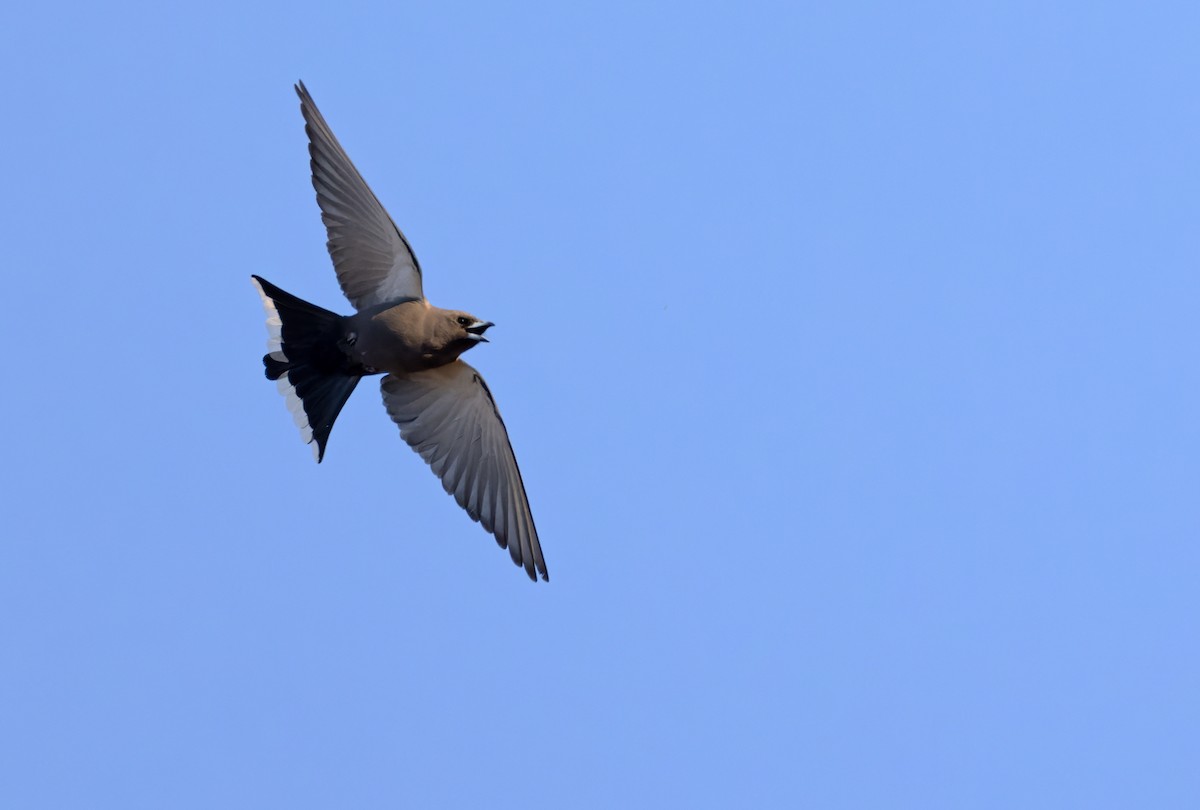 Dusky Woodswallow - ML623946639