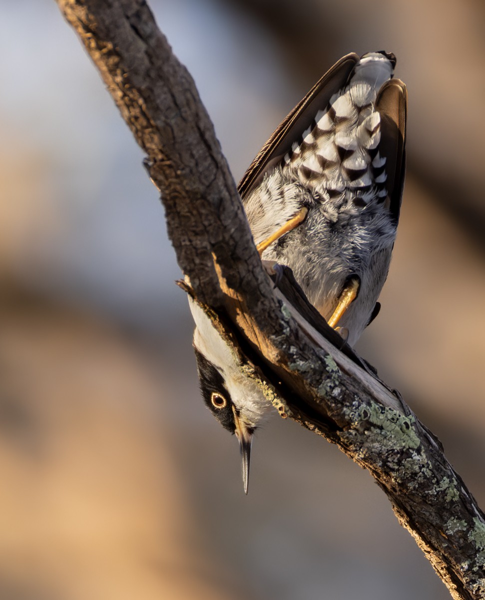 Varied Sittella (Black-capped) - ML623946643