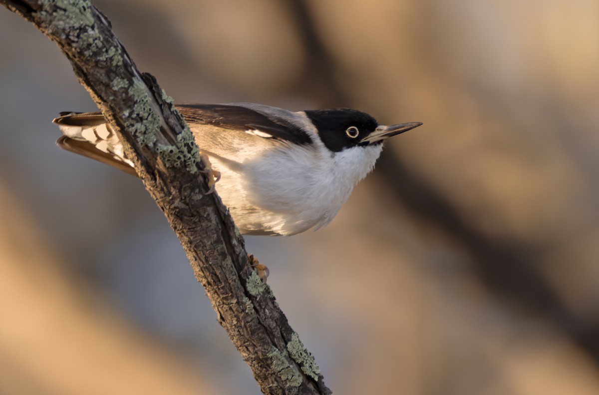 Varied Sittella (Black-capped) - ML623946644