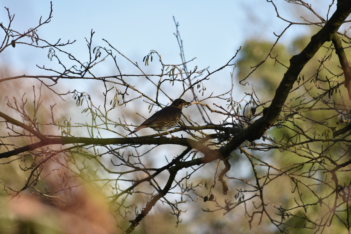 Song Thrush - ML623946650