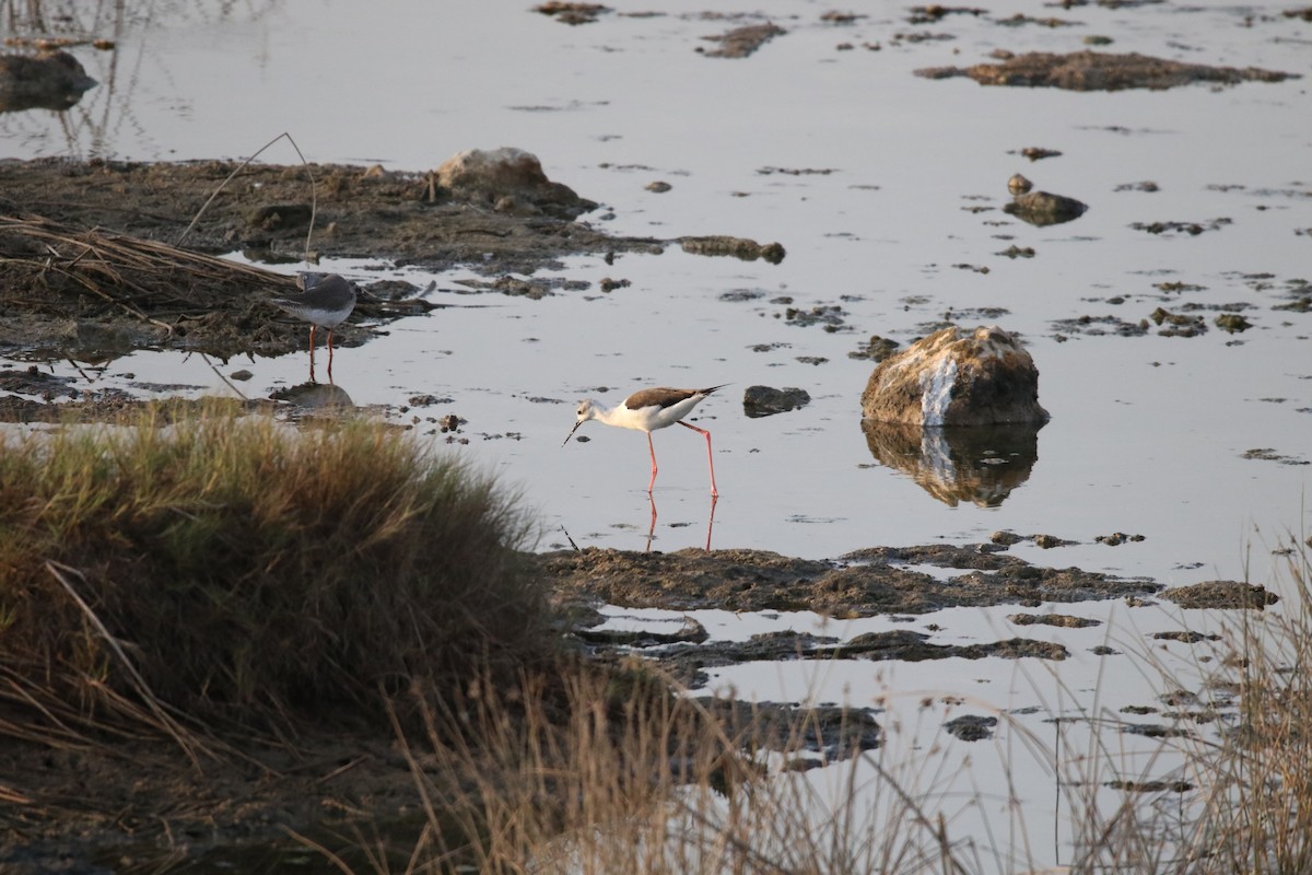 Black-winged Stilt - ML623946653