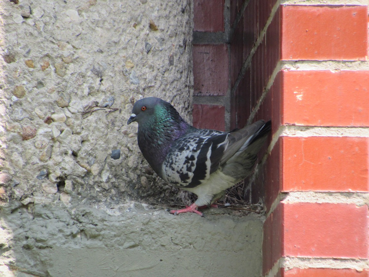 Rock Pigeon (Feral Pigeon) - ML623946660