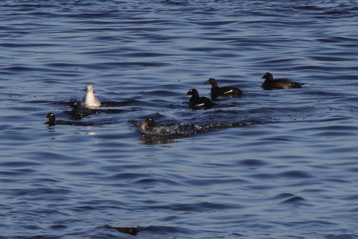 White-winged Scoter - ML623946676